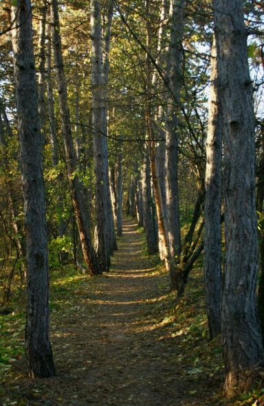 Majoros Milán_Kastélydombi_8a